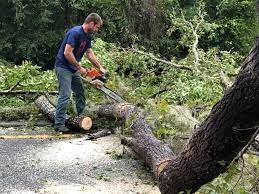 Best Palm Tree Trimming  in Saylorville, IA