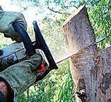 Best Tree Disease Treatment  in Saylorville, IA