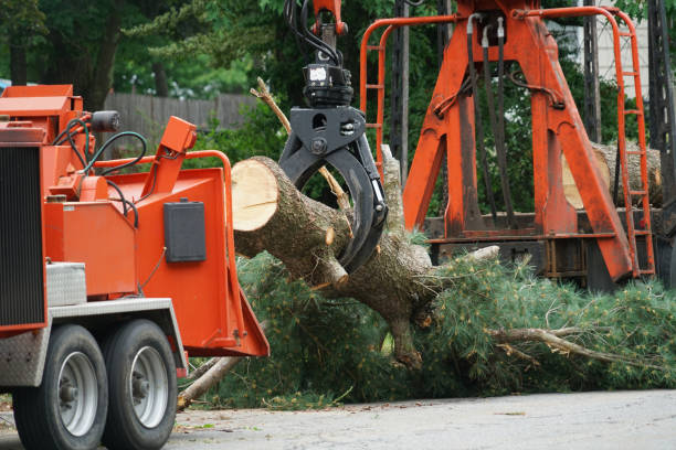 Best Tree Risk Assessment  in Saylorville, IA
