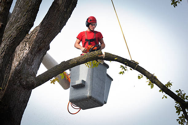 Best Stump Grinding and Removal  in Saylorville, IA